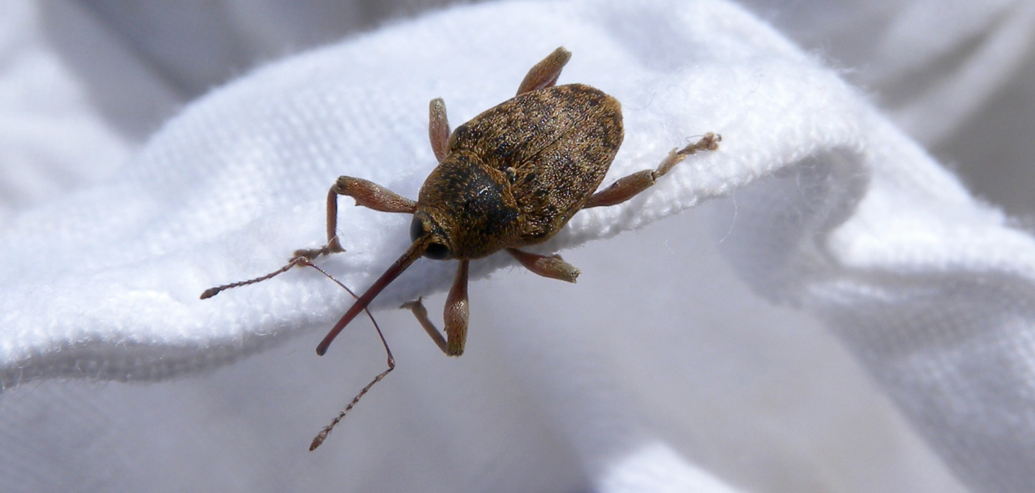 Curculio